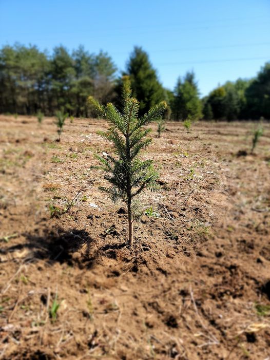 Family Tradition Tree Farm